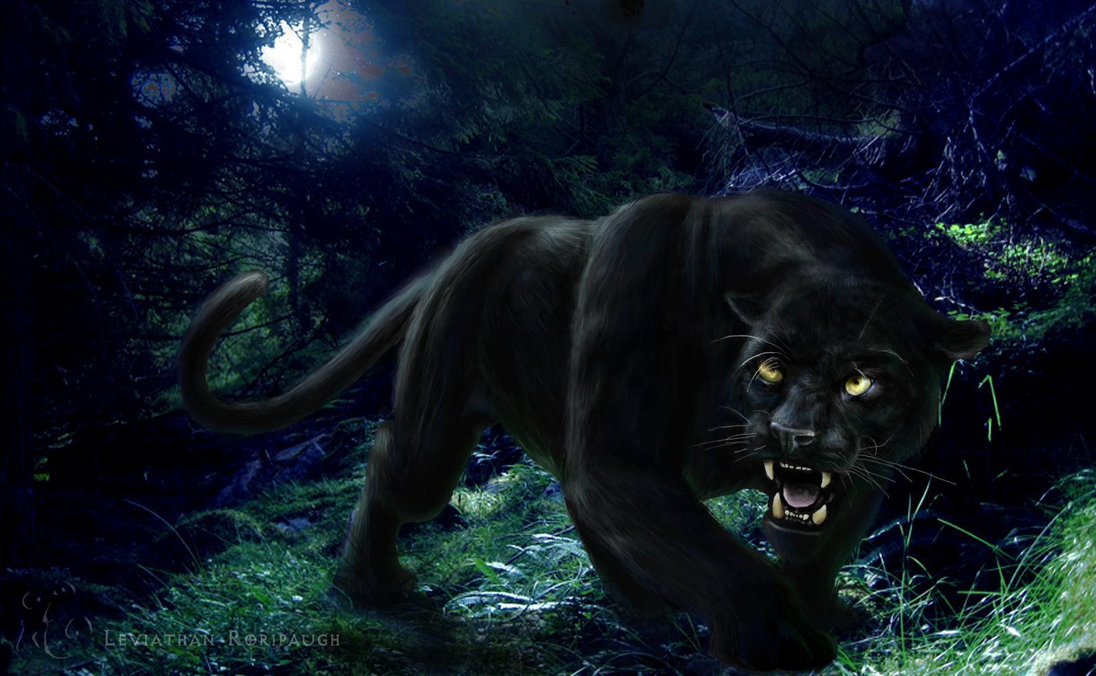 Panther Wallpaper Animal Spot