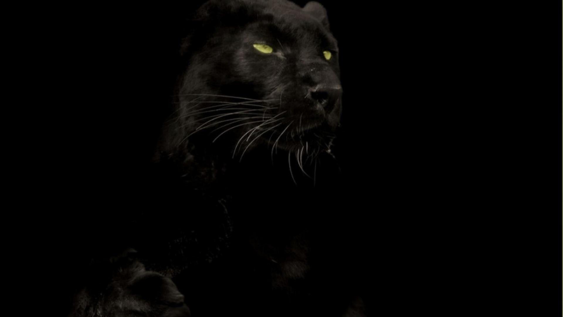 Wallpaper Hd 1080p Black Panther Animal