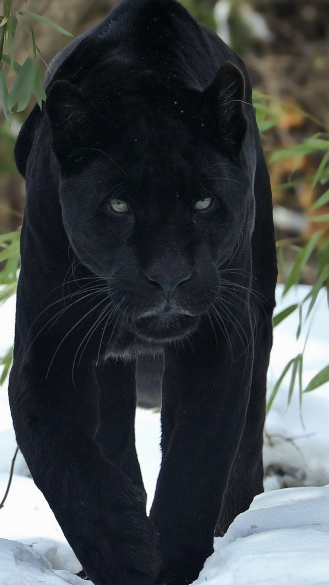 Jaguar Black Panther Animal Face