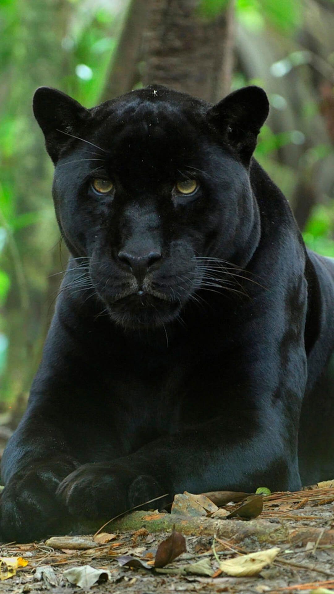 Black Panther Animal Wallpapers - Wallpaper Cave