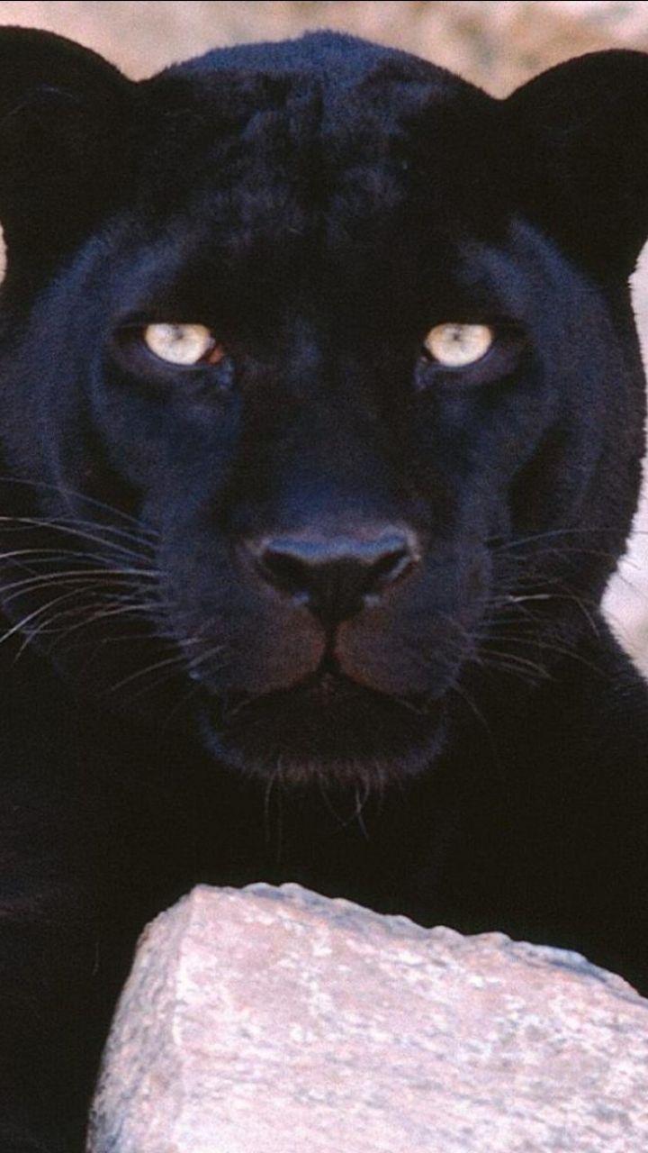 Animal Black Panther (720x1280) Wallpaper