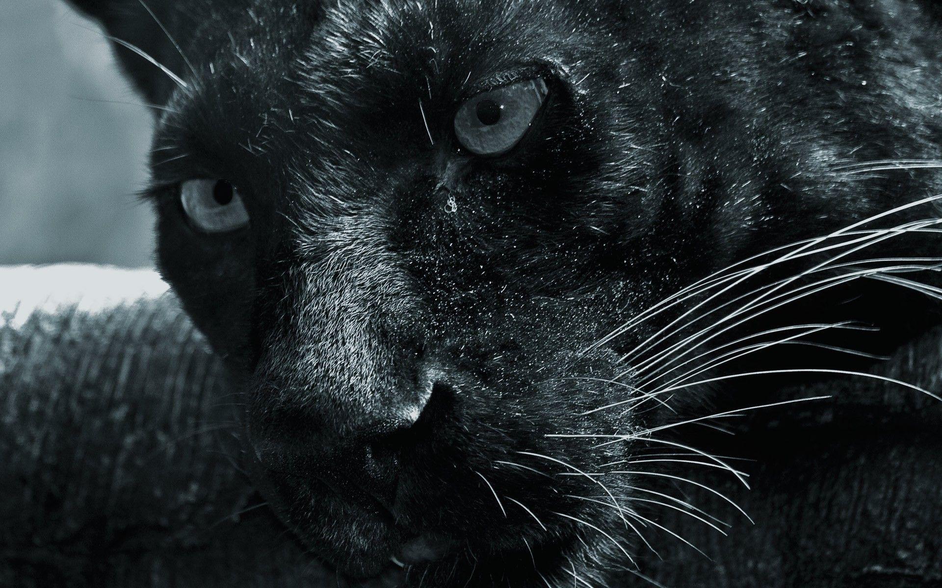 Animals: Up Panther Panthers Black Close Animals Animal Wallpaper