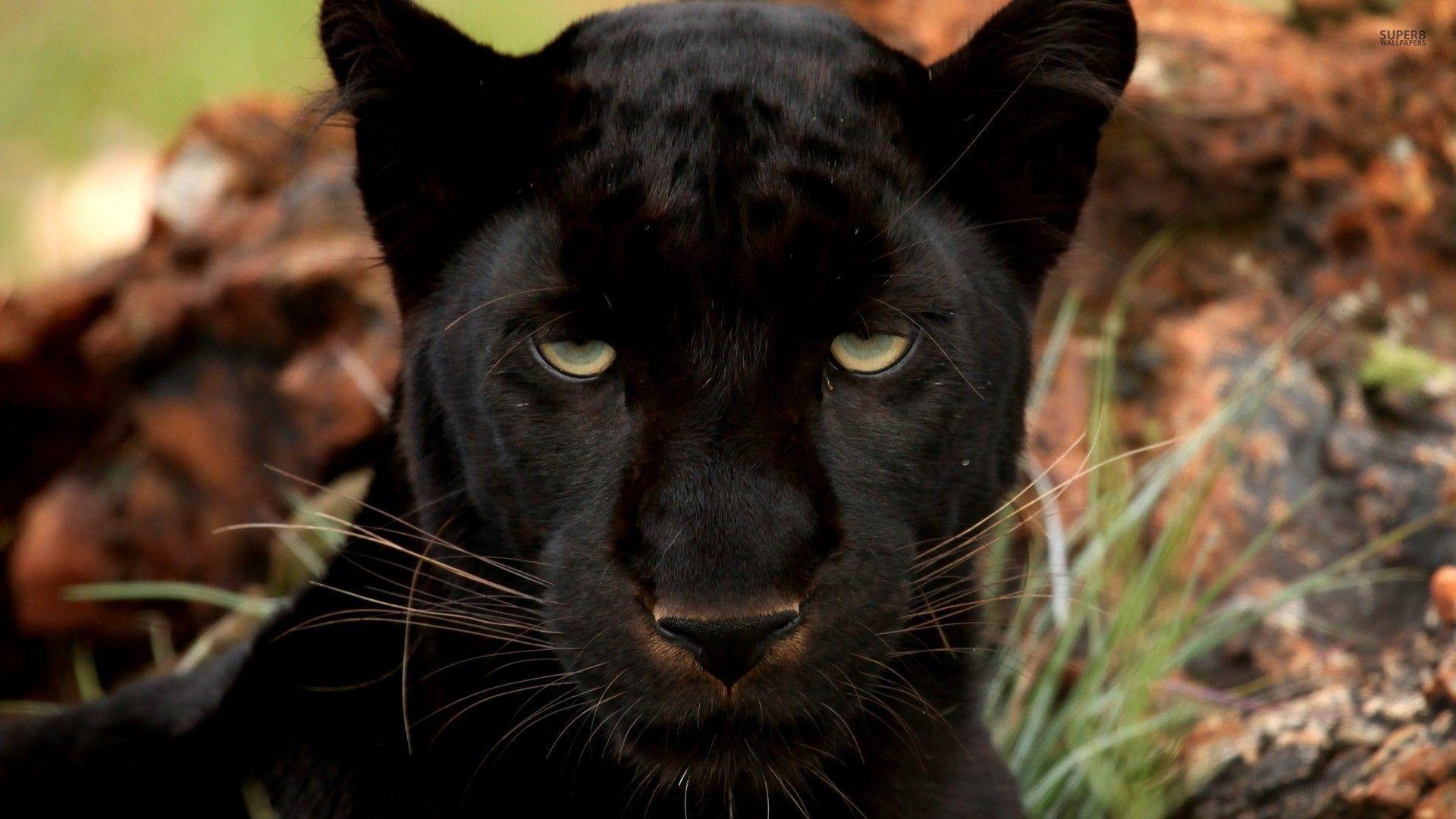 Black Panthers Wallpaper