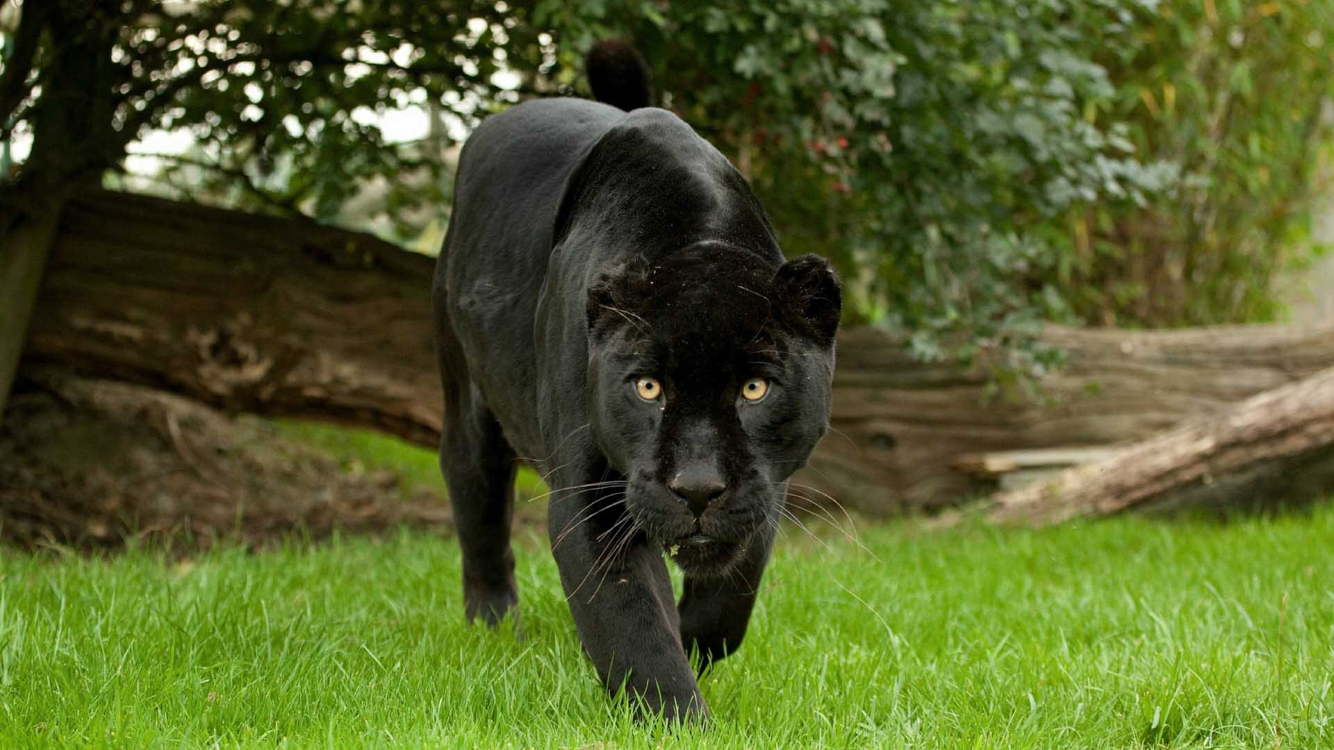 Black Panther Cat Wallpaper