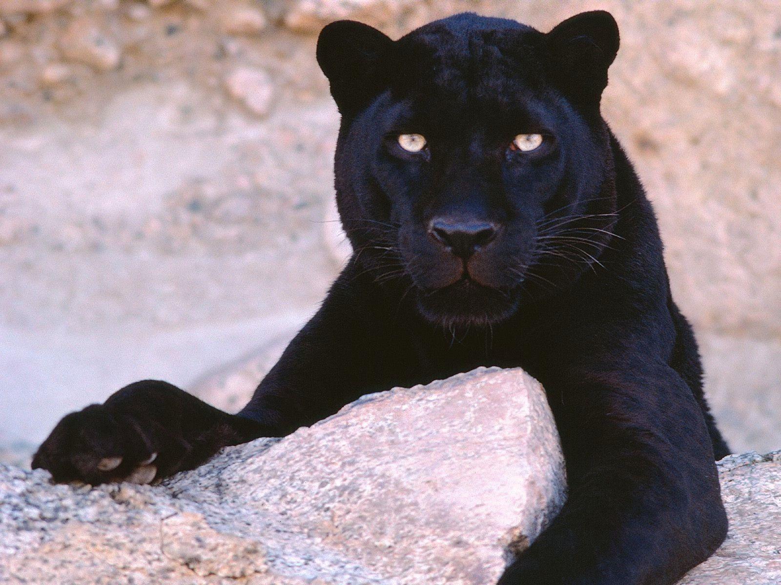 animals panthers black panther 1600x1200 wallpaper High Quality