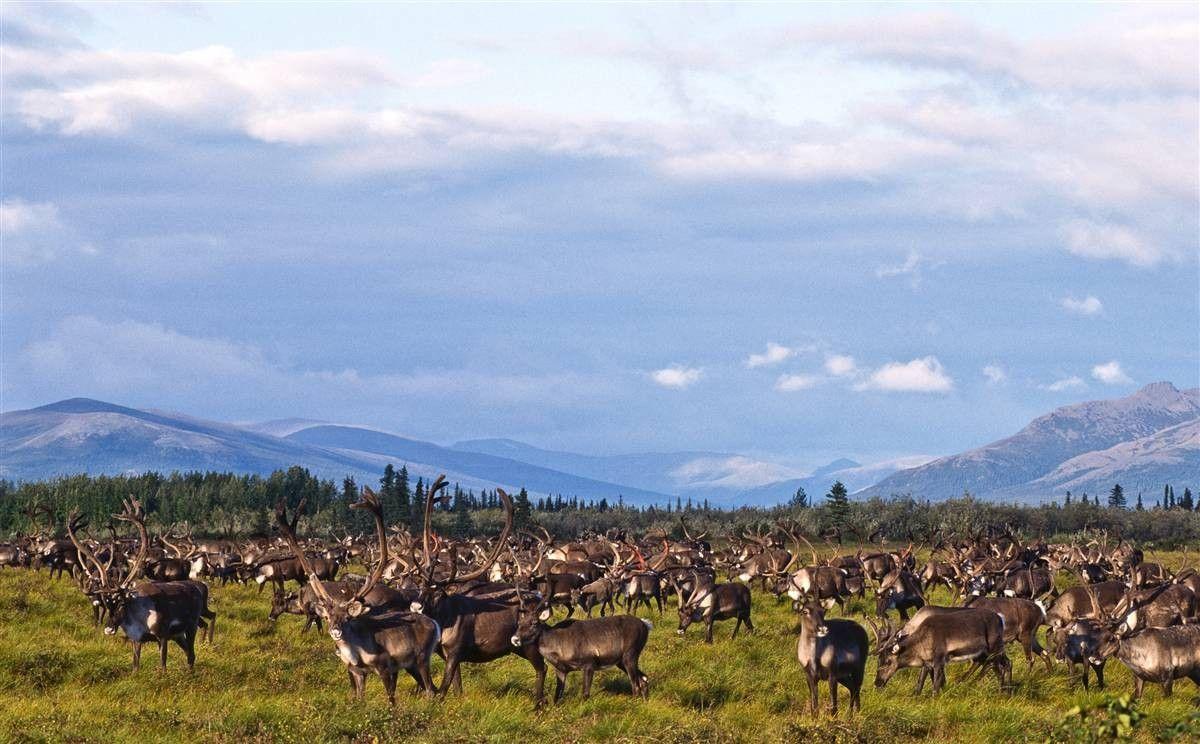 Kobuk Valley National Park Wallpapers - Wallpaper Cave