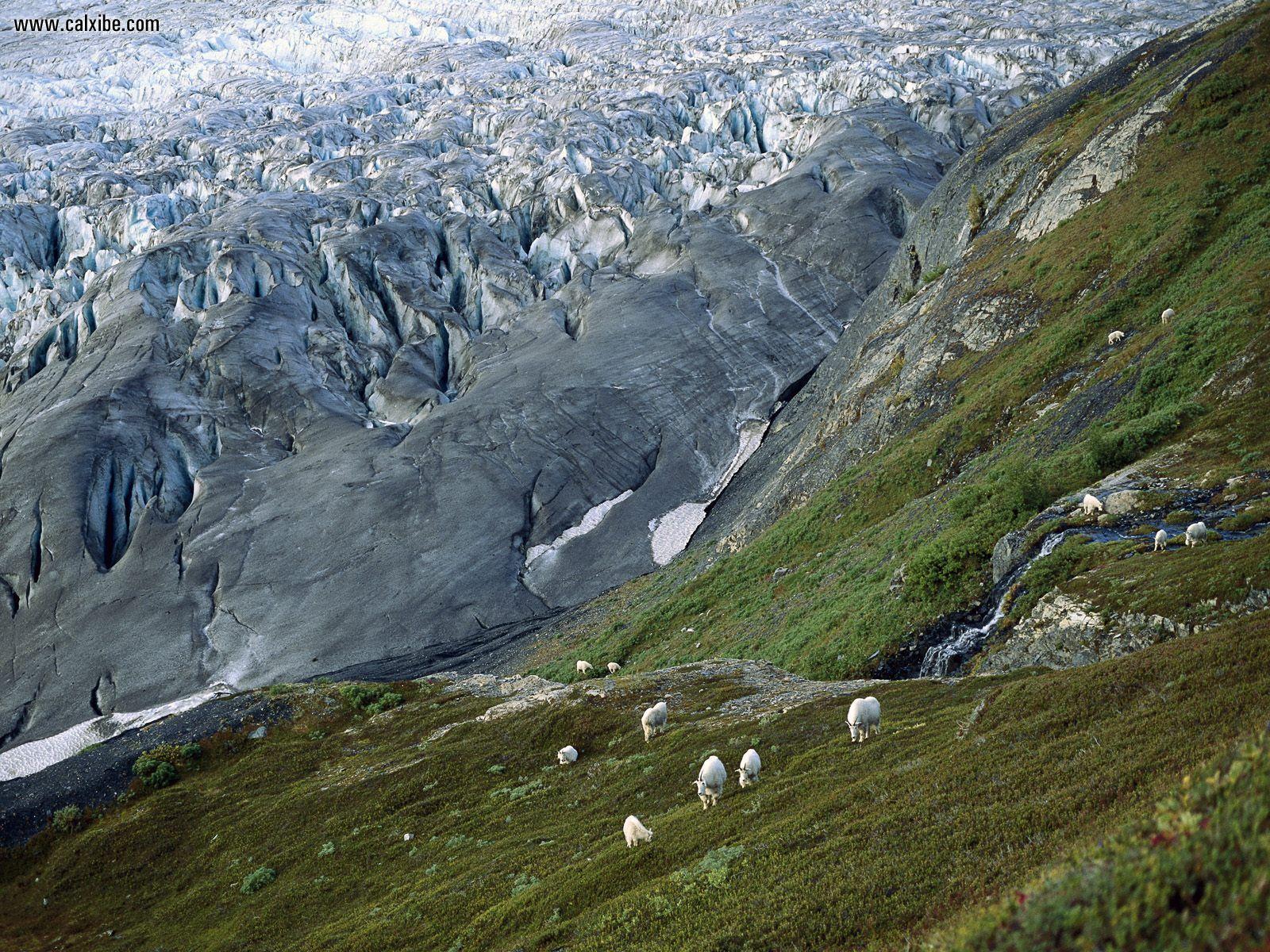 Nature: Mountain Goats Kenai Fjords National Park Alaska, picture