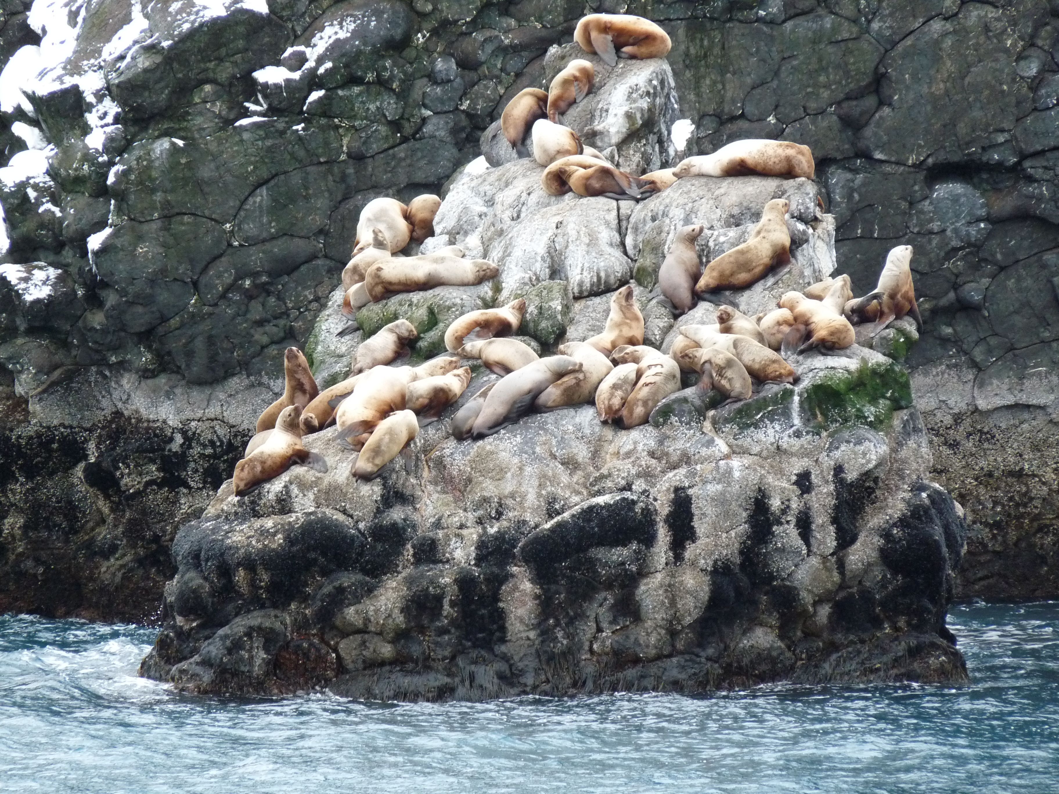 Sea lions in Kenai Fjords National