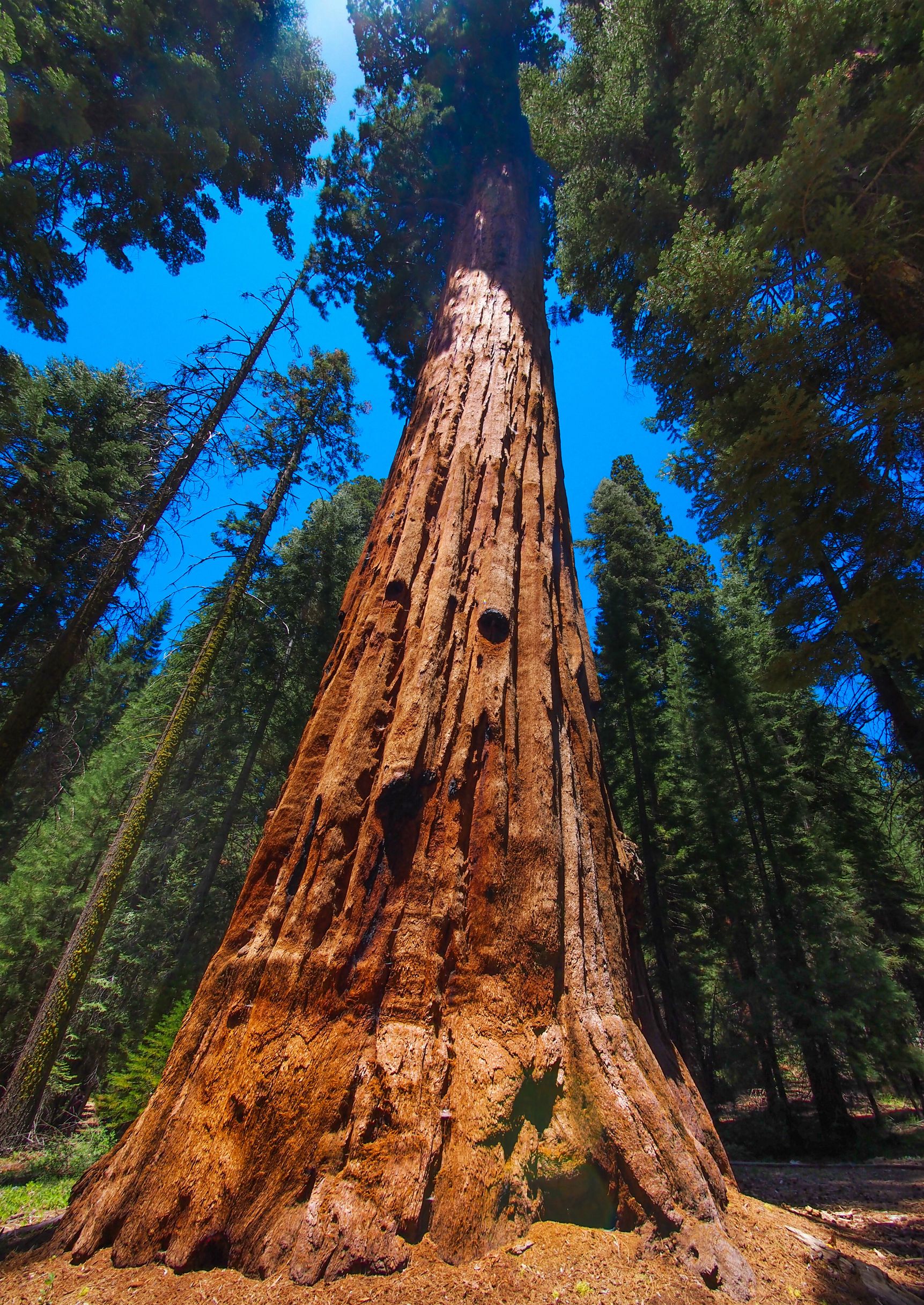 Sequoia National Park Wallpaper High Quality