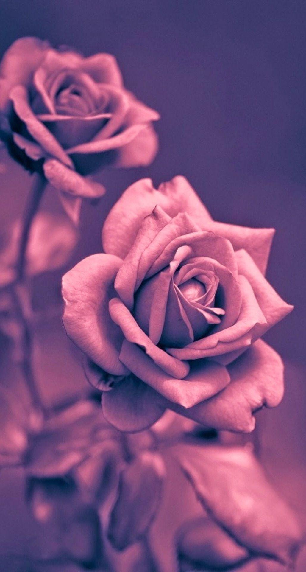 Beautiful Pink Rose Closeup iPhone Plus HD Wallpaper HD