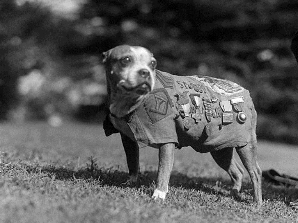 The Story of Sgt. Stubby, Hero Dog of World War I