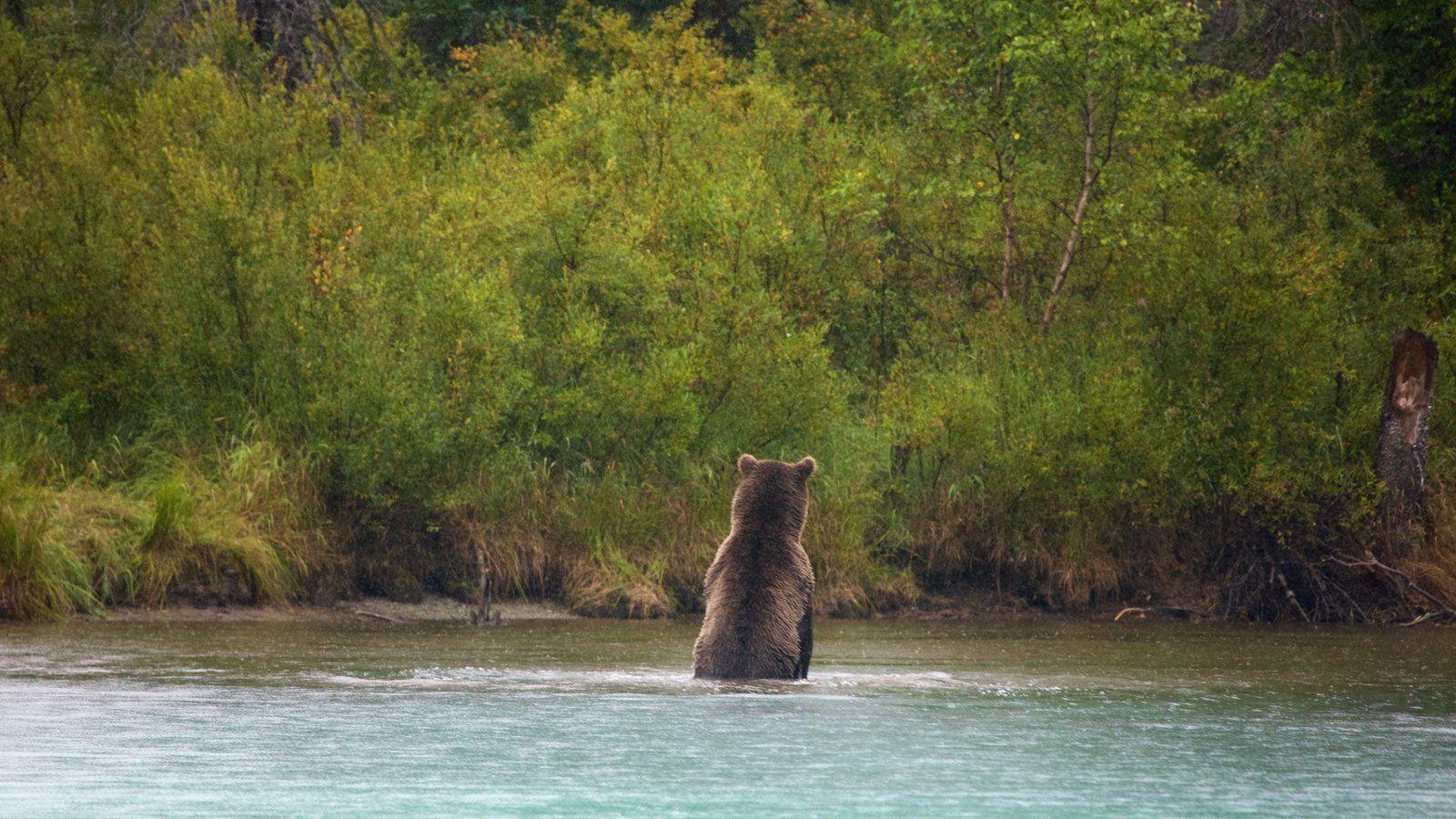 Animal Picture: View Image of Lake Clark National Park and Preserve