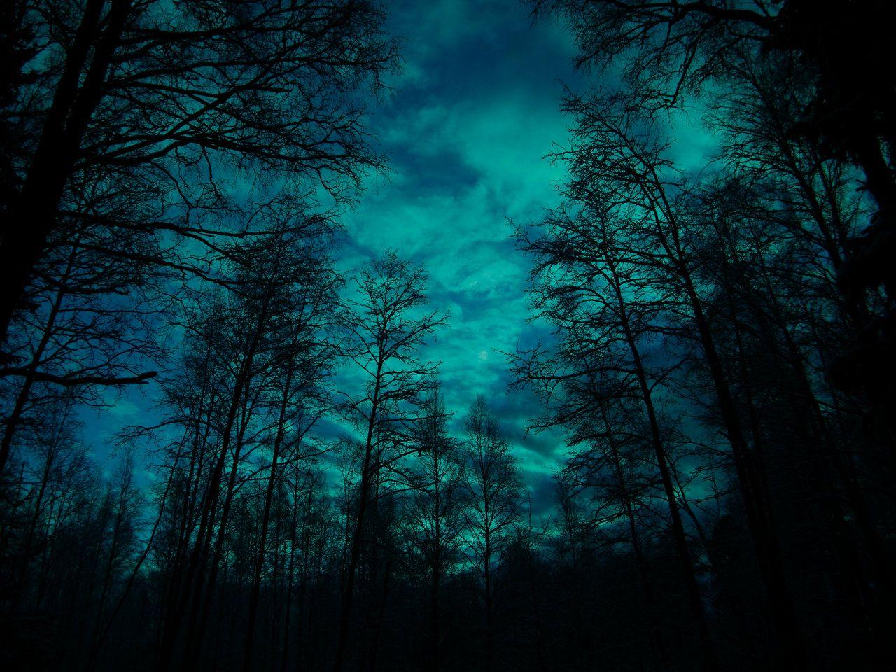 moonlight forest 7 HD Wallpaper