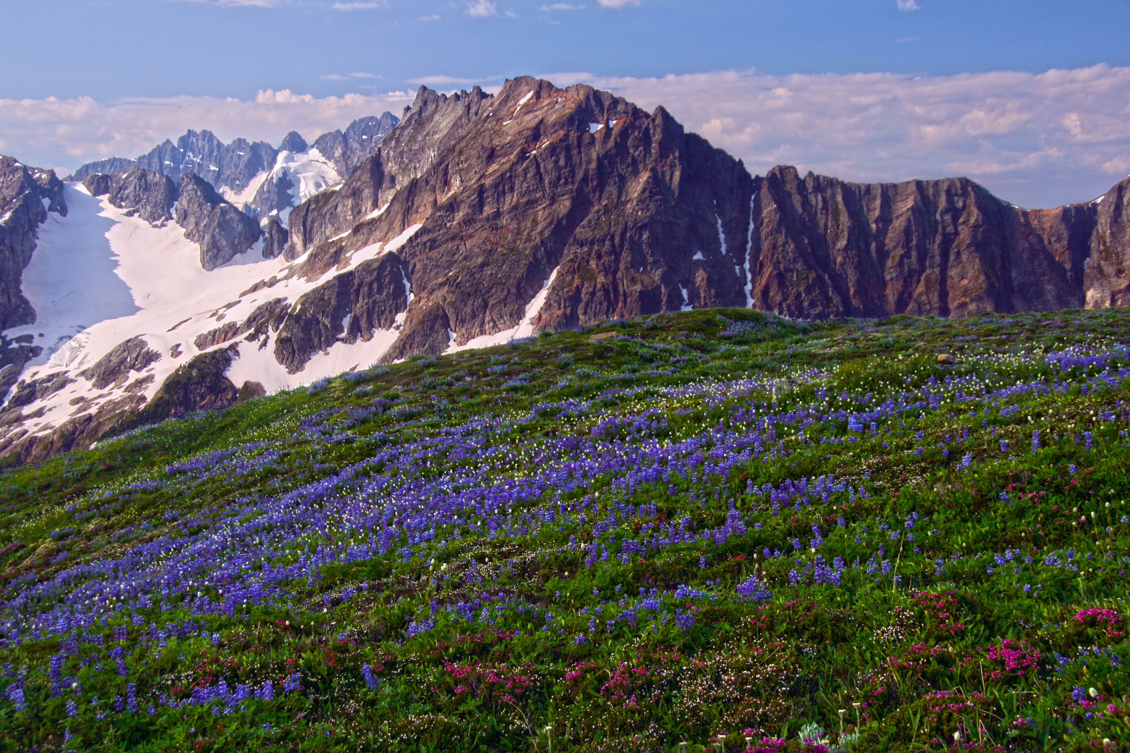 Wildflowers on Sahale Arm, North Cascades National Park. North