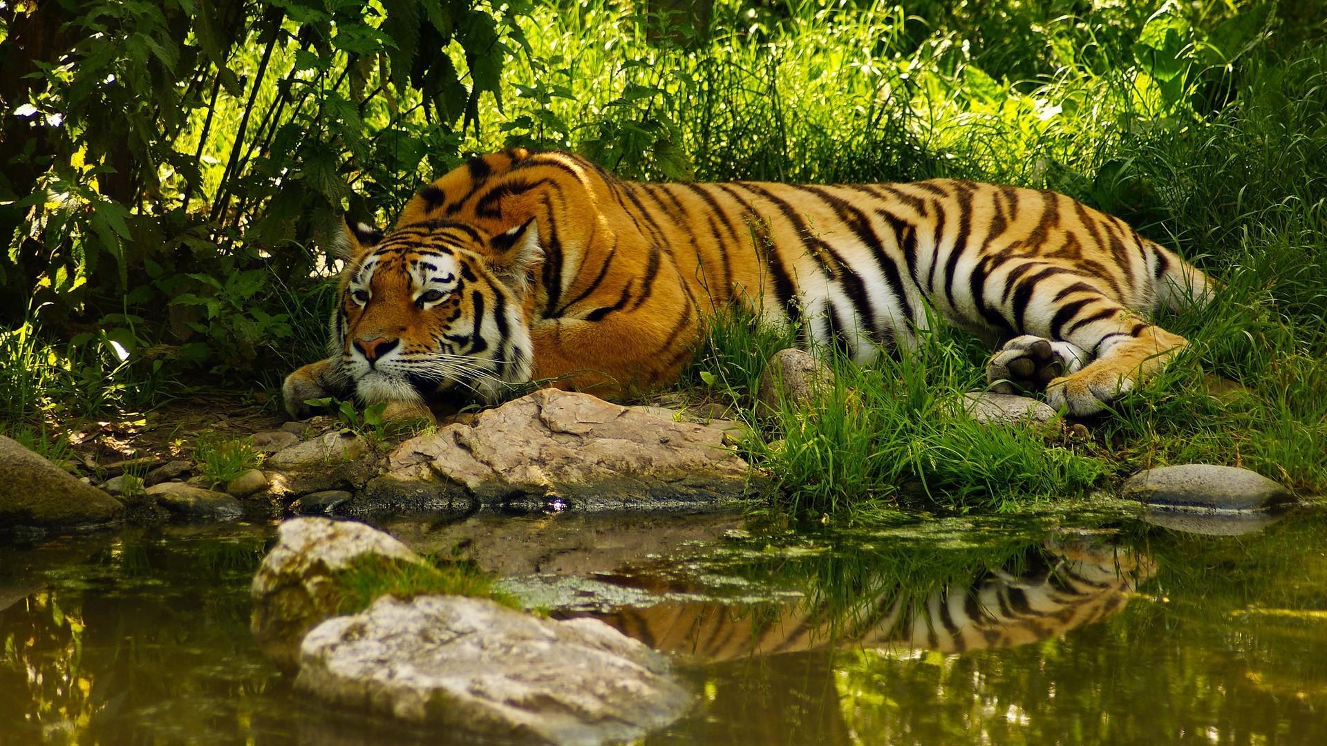 Tiger At Sundarban National Park Wallpaper. Wallpaper Studio 10