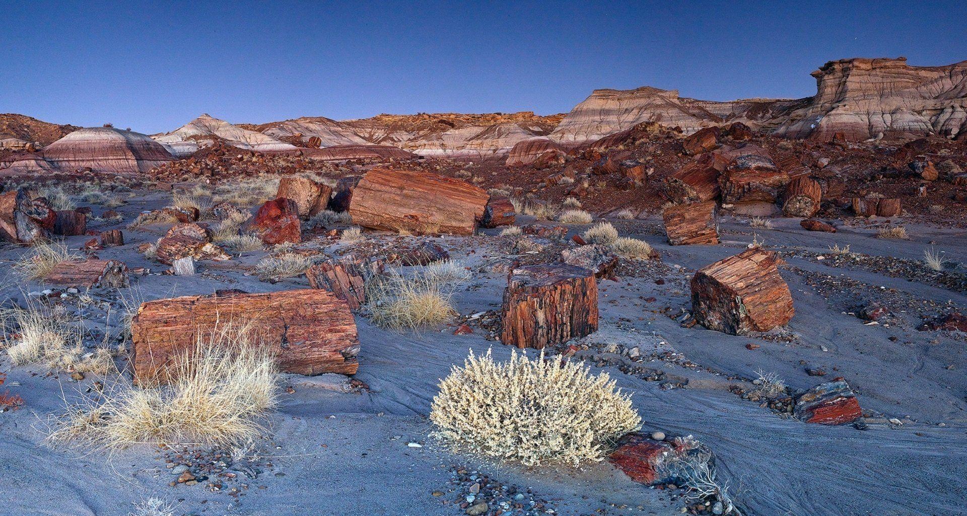Jasper Forest in the Petrified Forest National Park USA Wallpaper