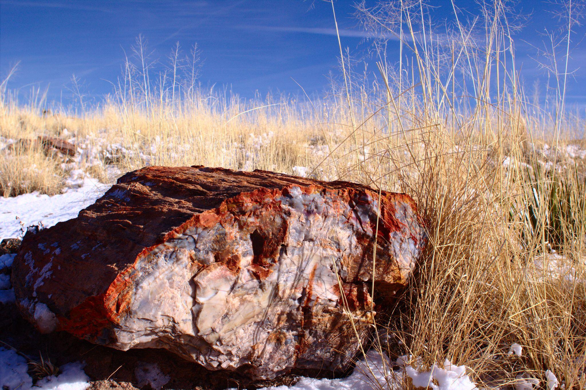 One Of The Fossilized Wood At The Petrified Forest National Park