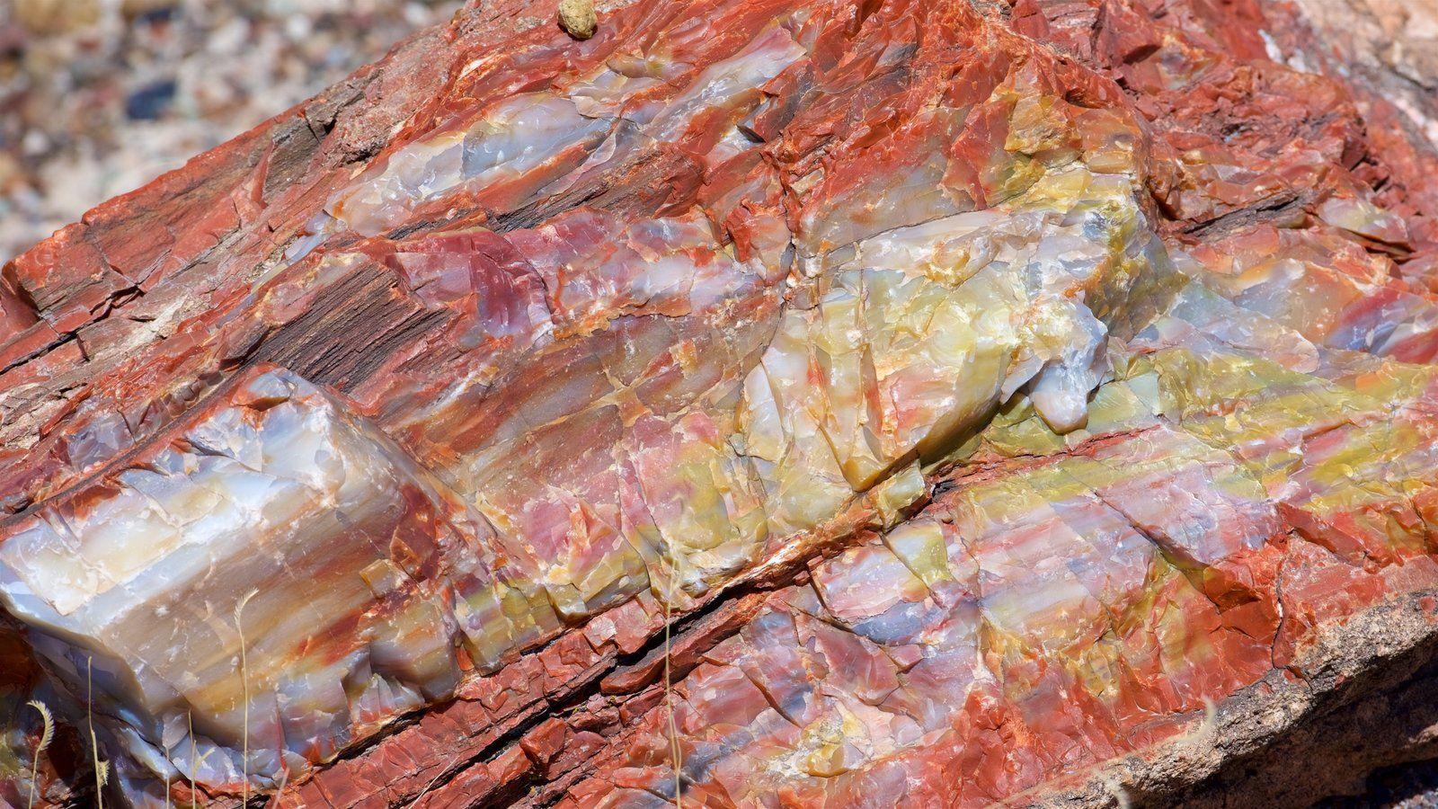Petrified Forest National Park Picture: View Photo & Image
