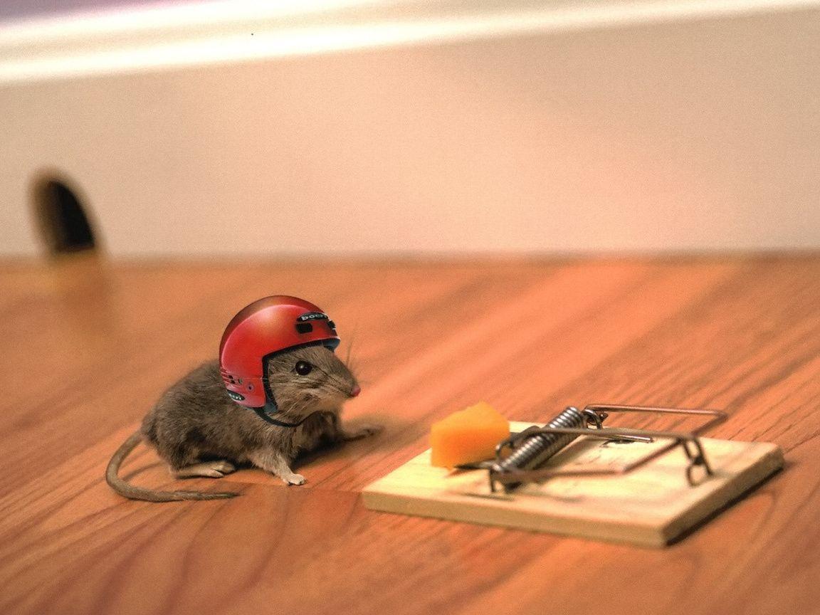 The Situation, Mouse, Mood, Risk, Mousetrap, Helmet