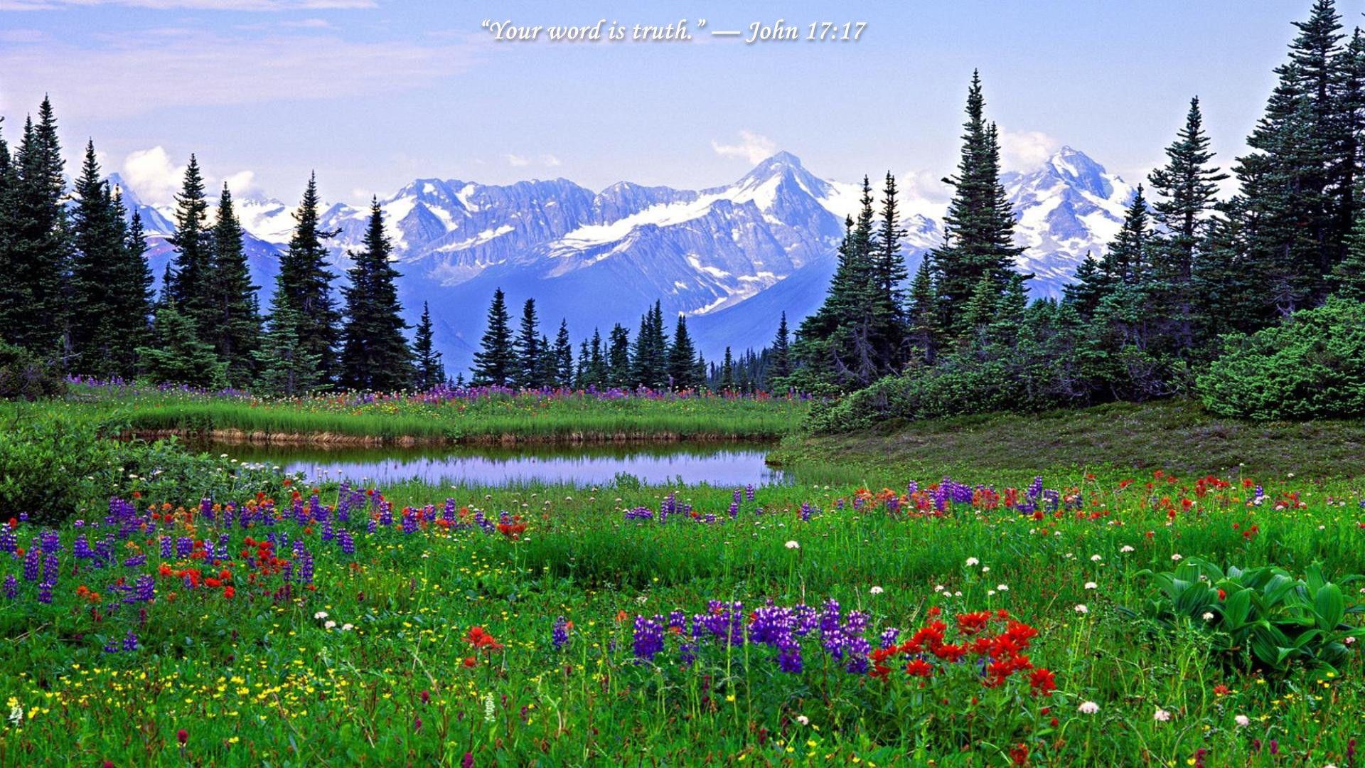 Rocky Mountain Wildflowers Photo 18 Desktop Wallpaper