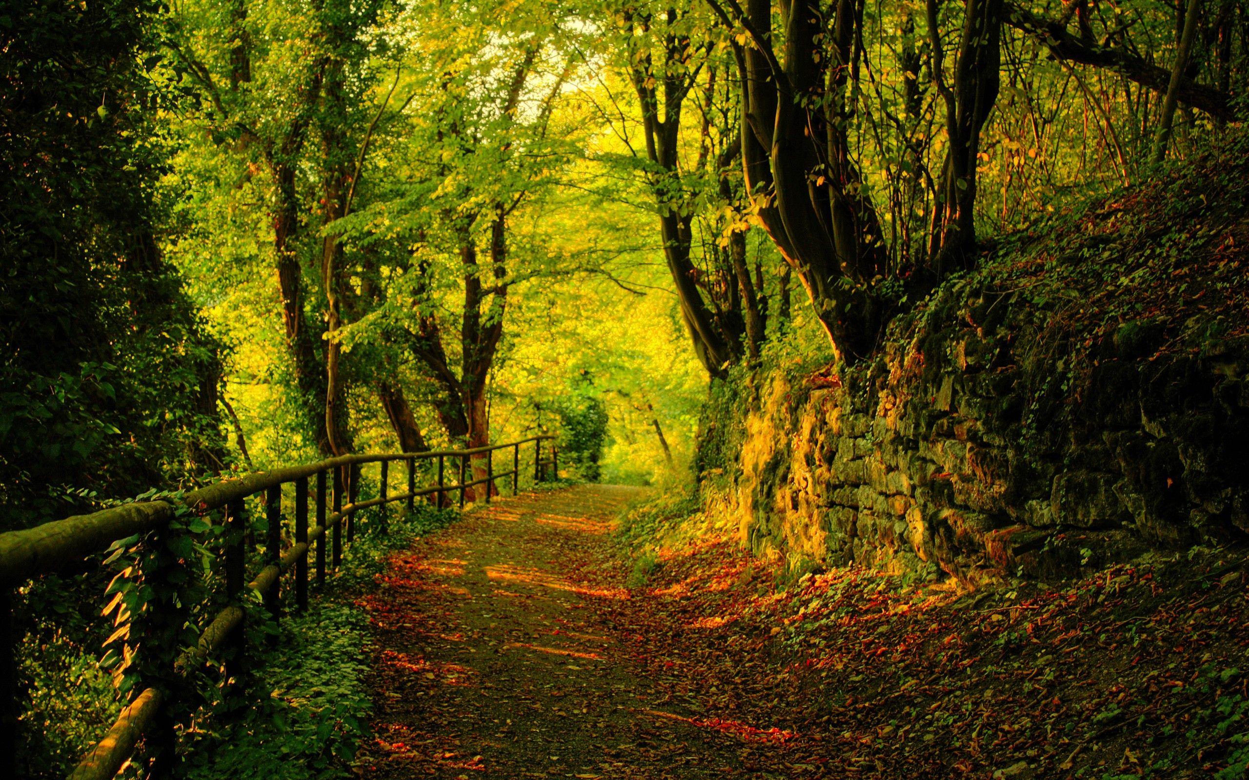 trees, forests, paths wallpaper