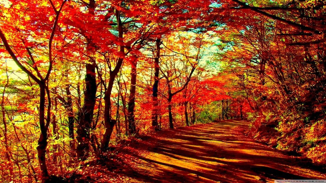 Forest: Path Autumn Forest Paths Nature Forests Wallpaper