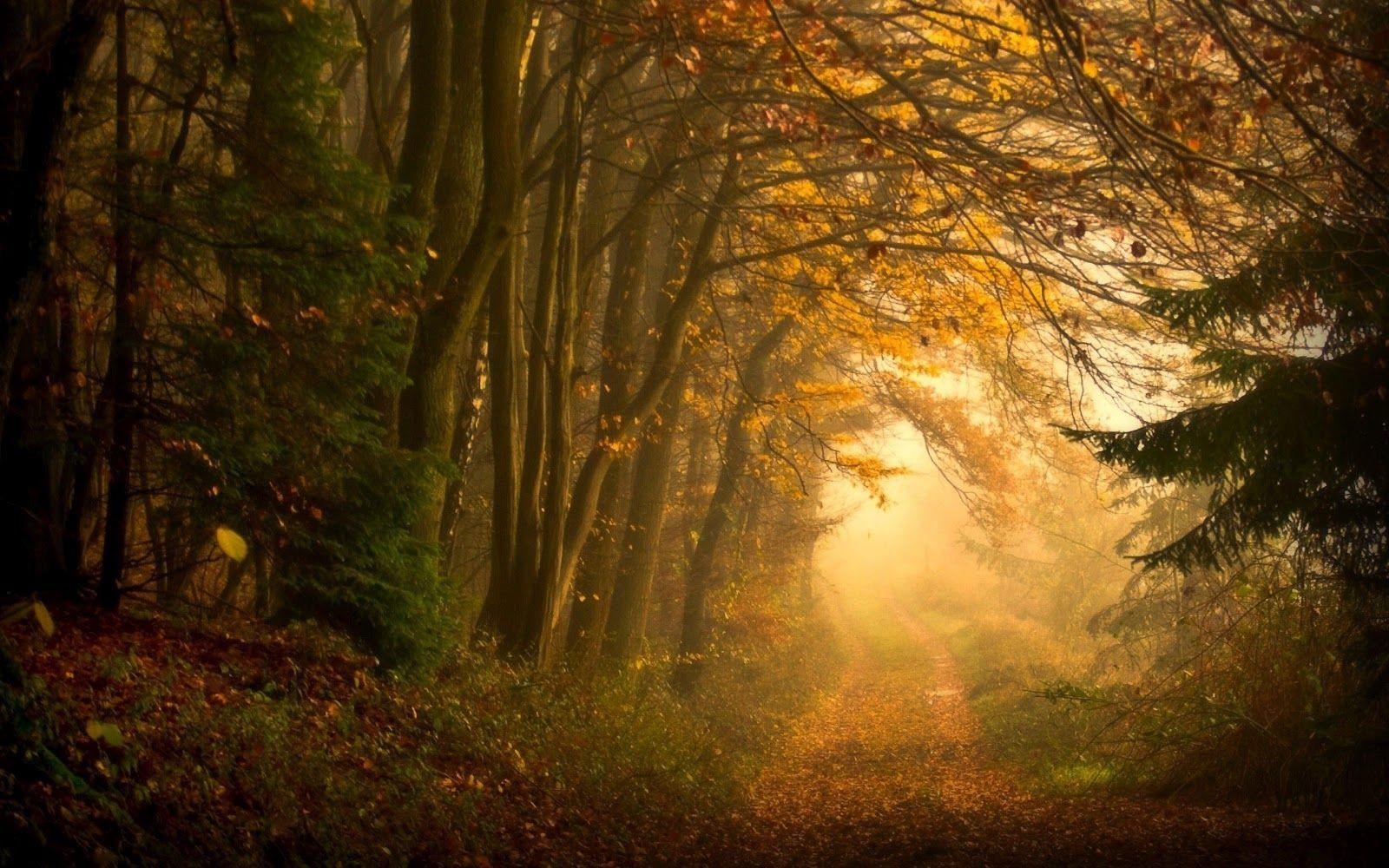 Forest Path Desktop Wallpaper