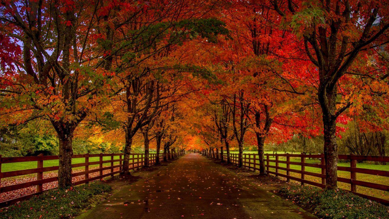 Forests: Forest Road Fall Path Park Wallpaper Scenes for HD 16:9