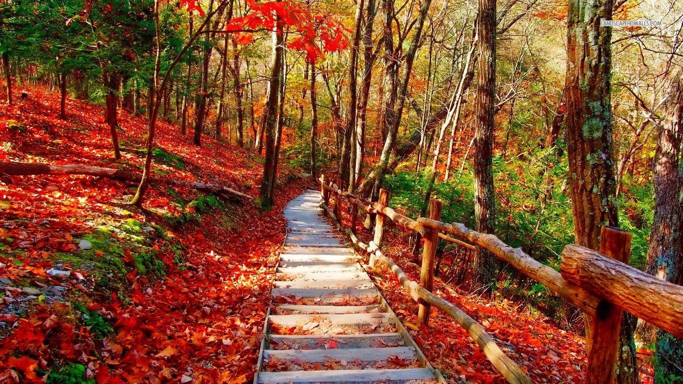 Forests: Autumn Forests Paths Nature Red Path Small Forest Green