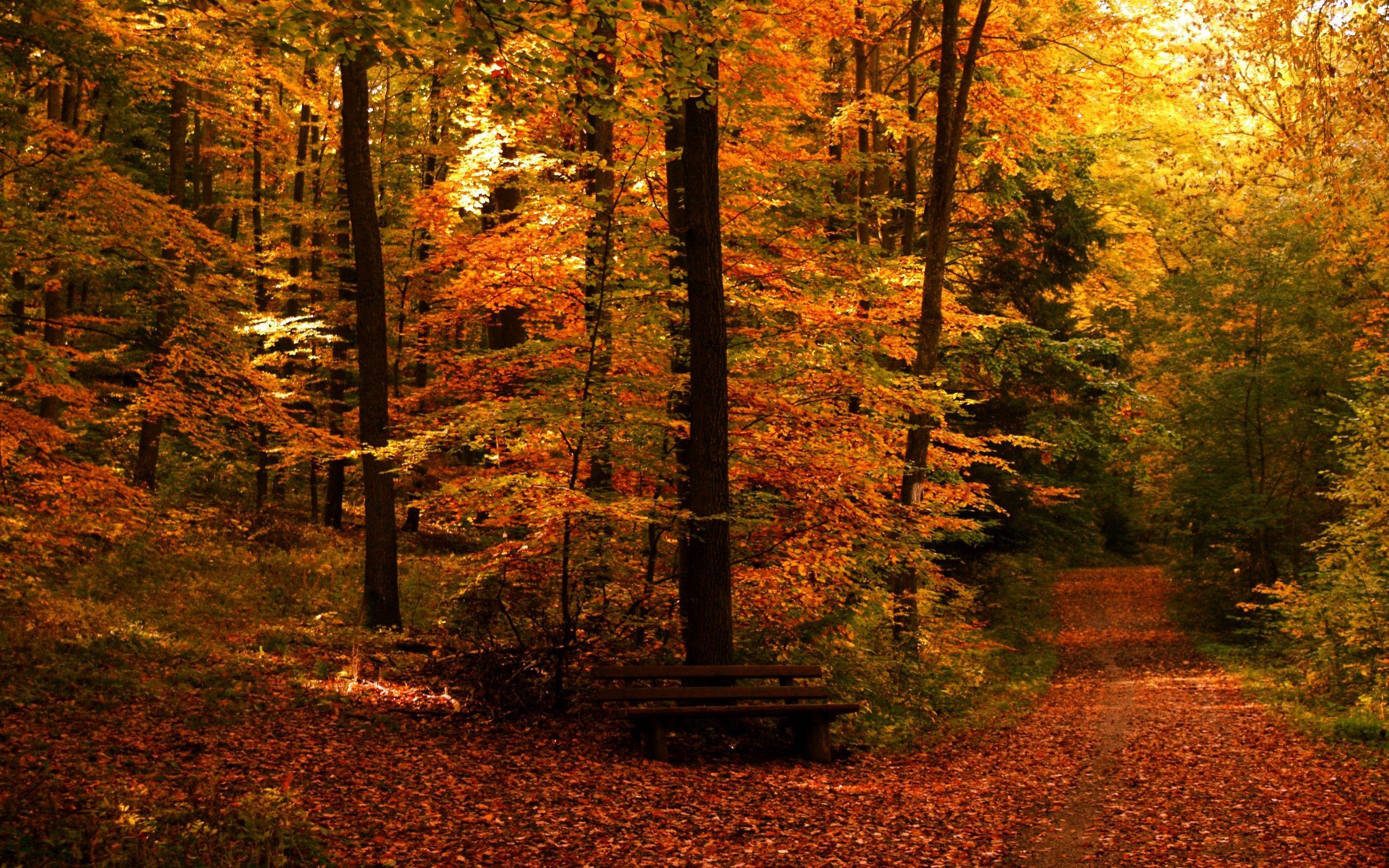 Fall Full HD Wallpaper and Background Imagex1600