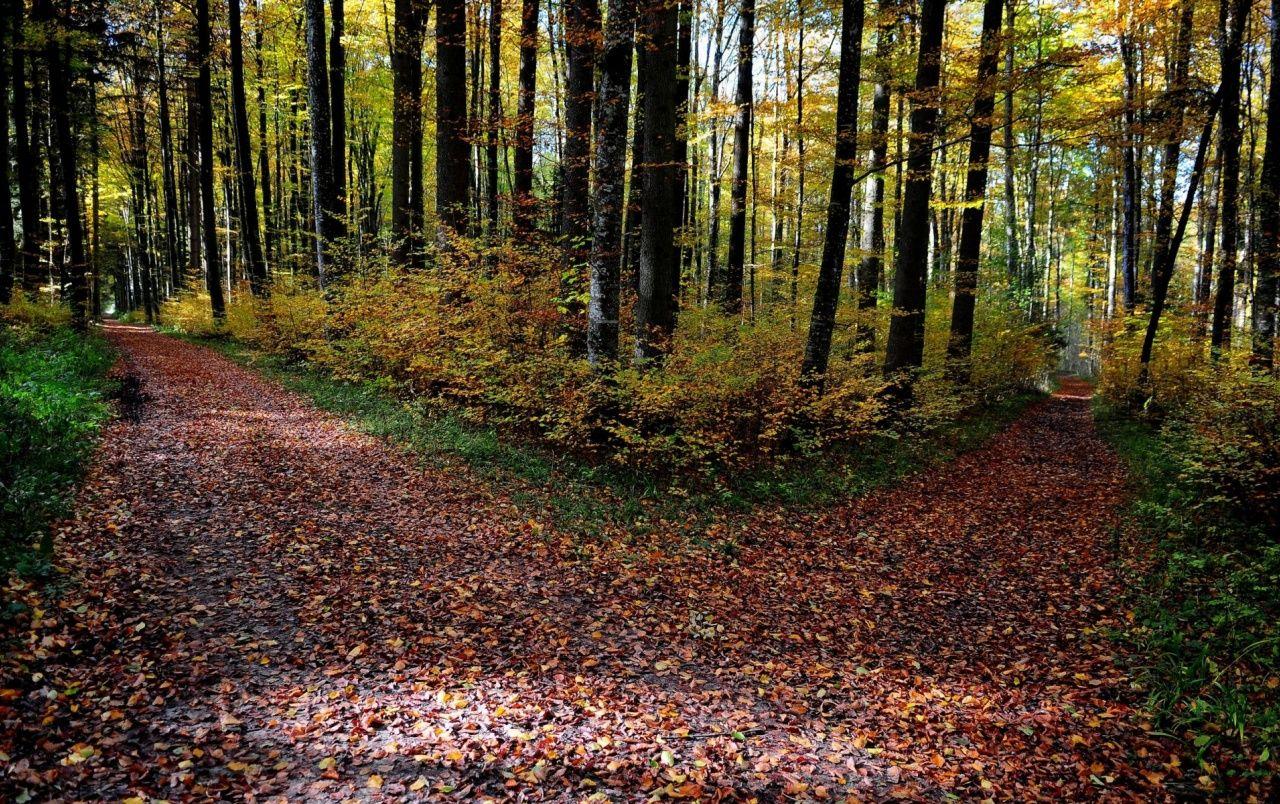 Autumn Forest Paths Leaves wallpaper. Autumn Forest Paths Leaves