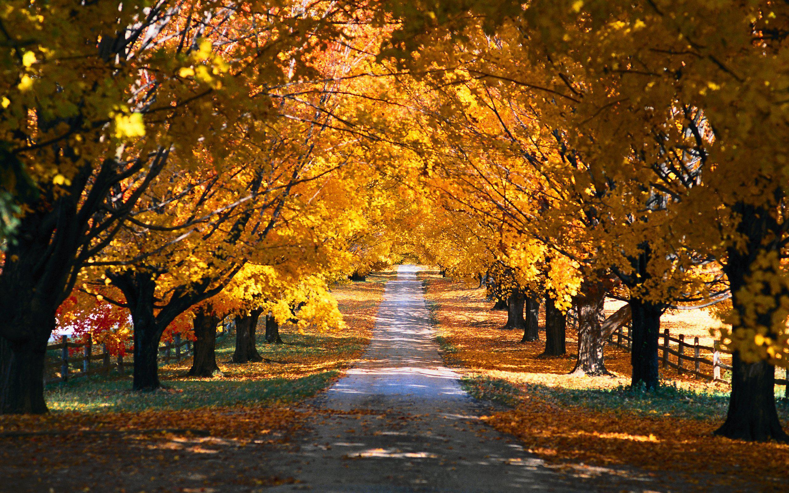 HD Landscapes Trees Autumn Paths Free Desktop Background Wallpaper