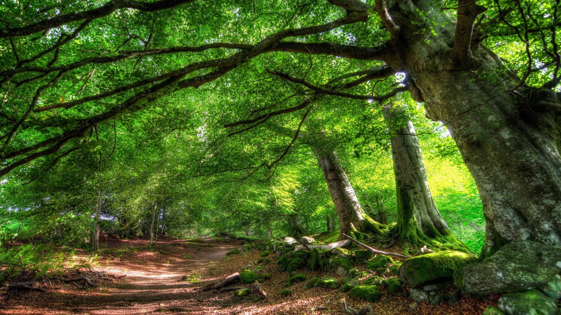 Forests paths wallpaper