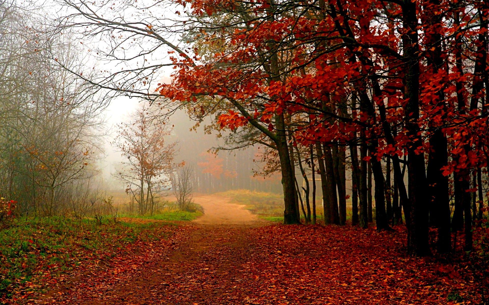 Forest Path Wallpaper, 40 PC Forest Path Photo in Beautiful