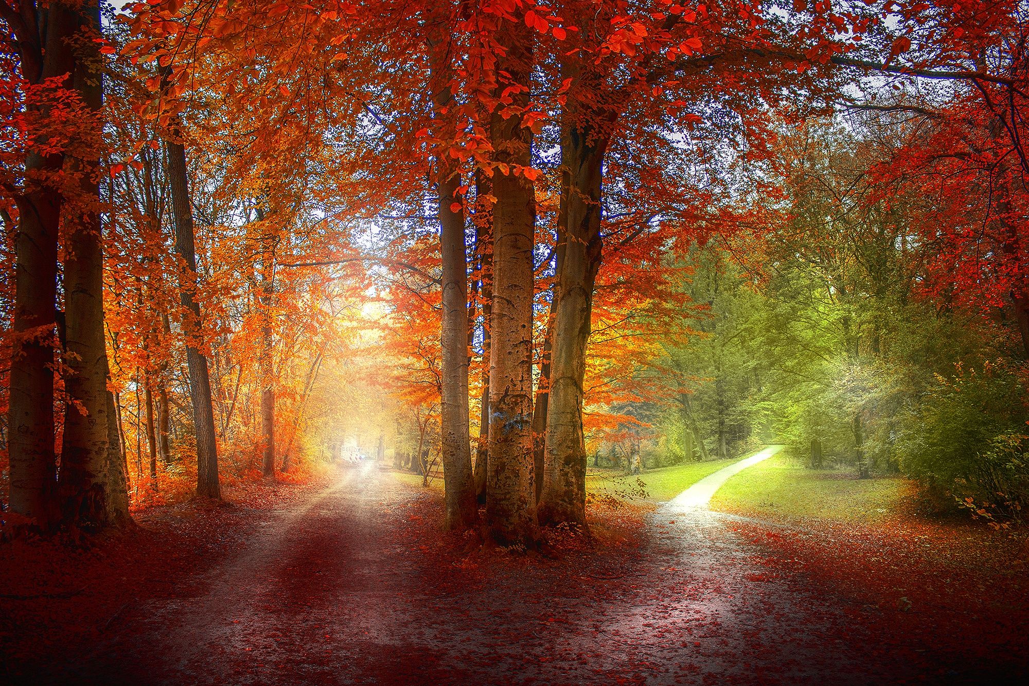fall, paths, leaves, meadows, autumn, yellow, orange, park