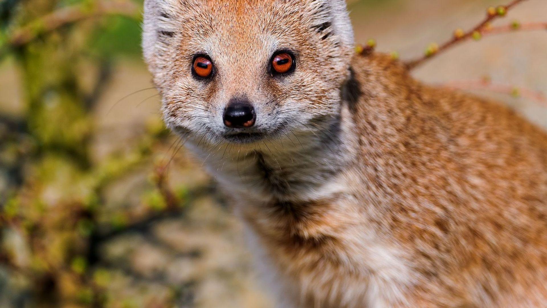 Download Wallpapers 1920x1080 mongoose, look, face, animal Full HD