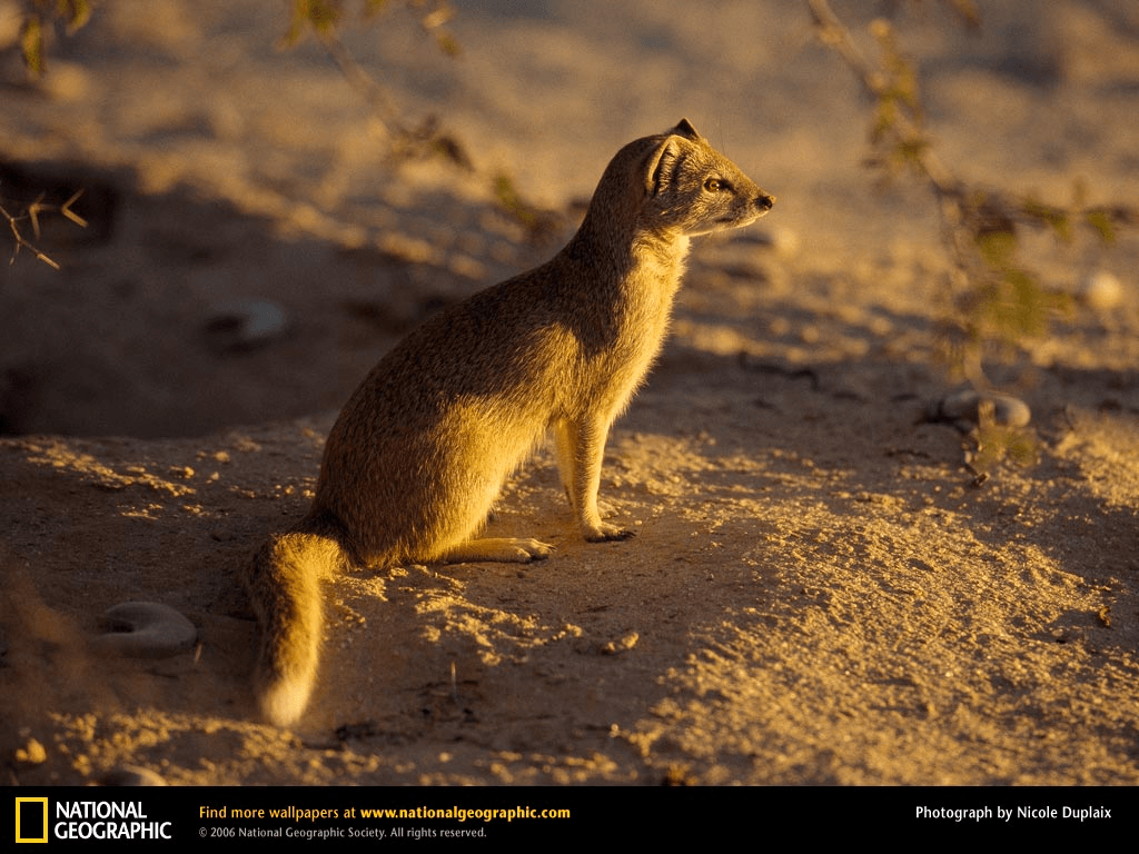 Mongoose Pictures
