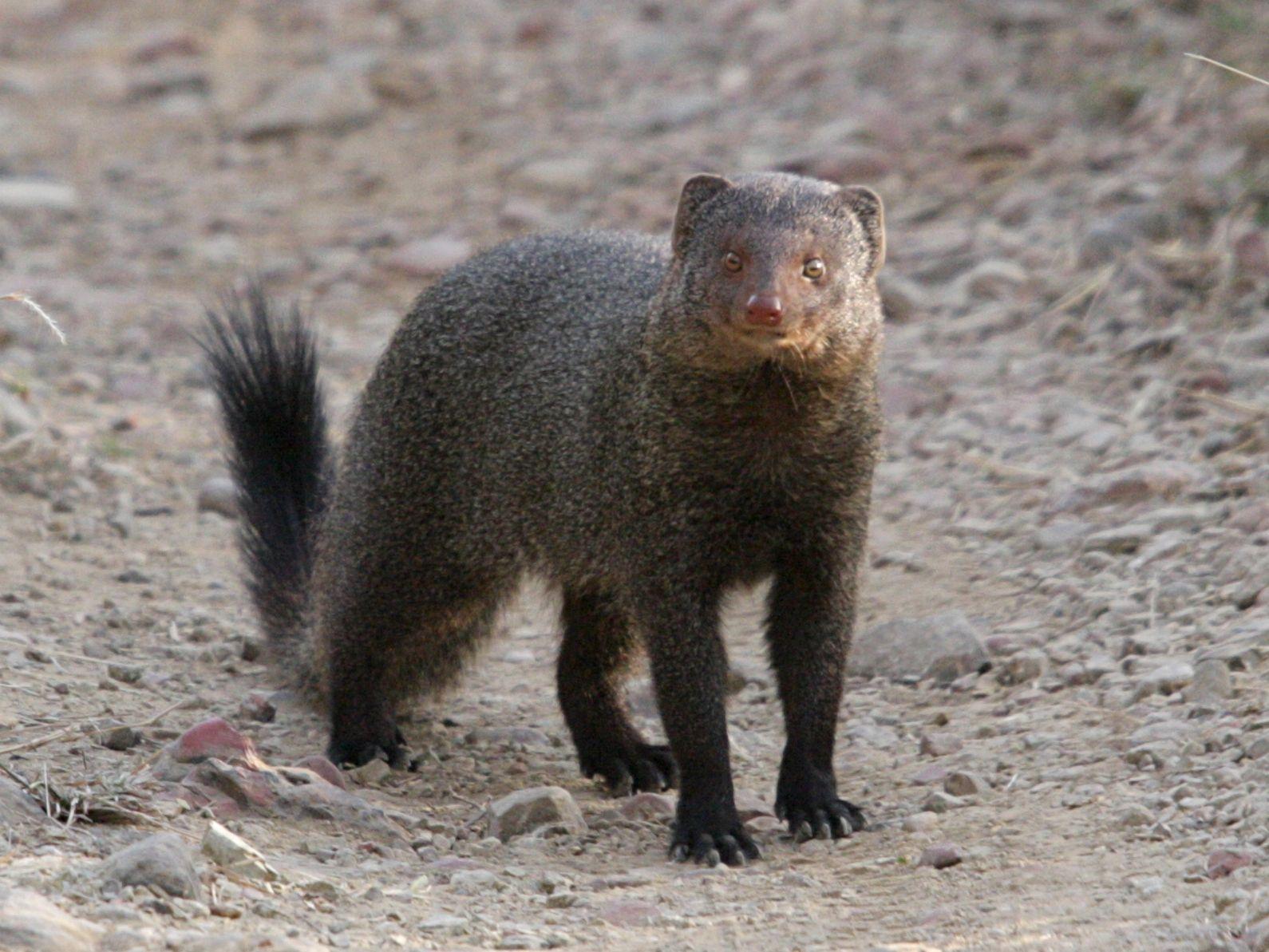 Animals Mongoose Wallpapers Hd