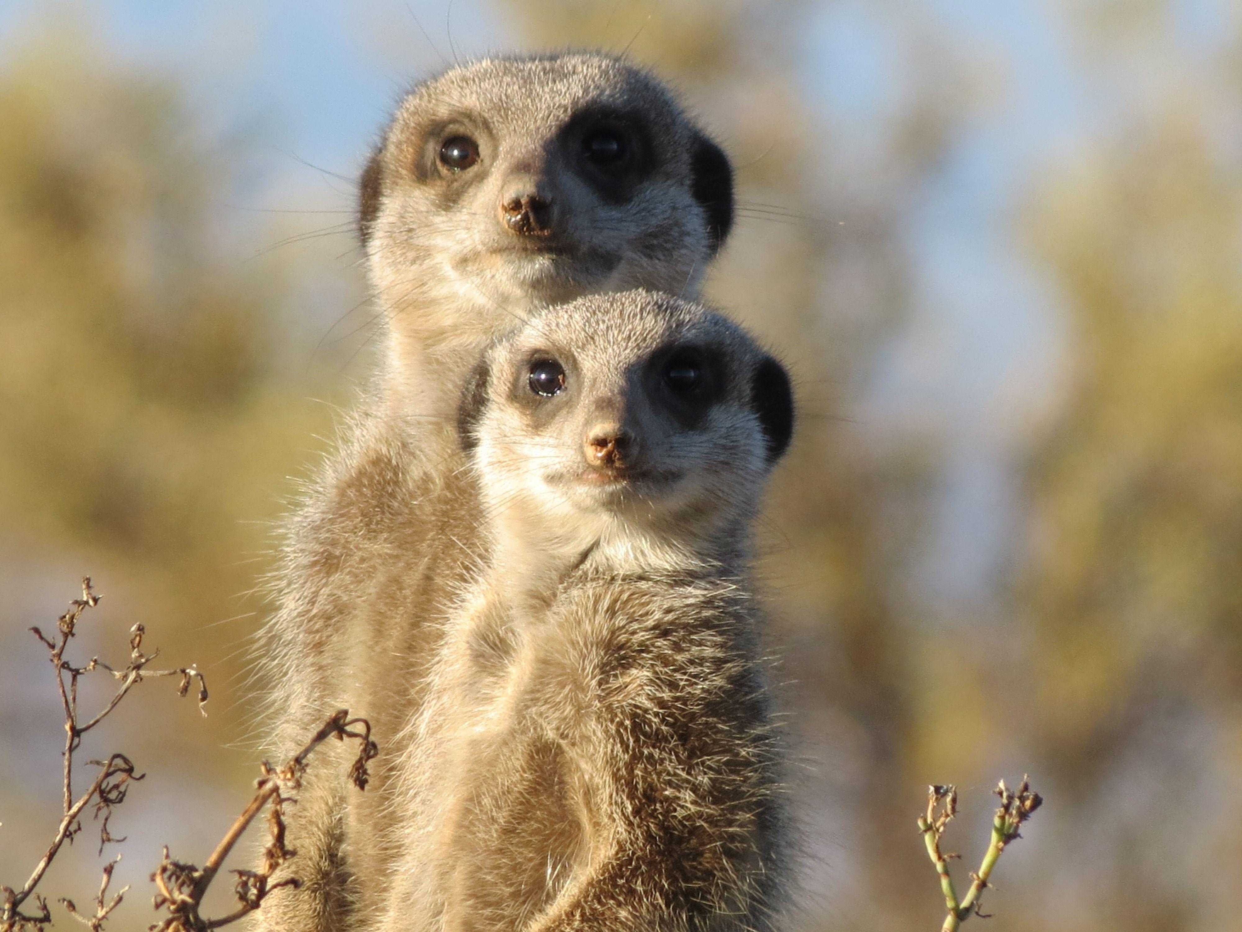 Wallpapers : animals, wildlife, couple, whiskers, mongoose, look