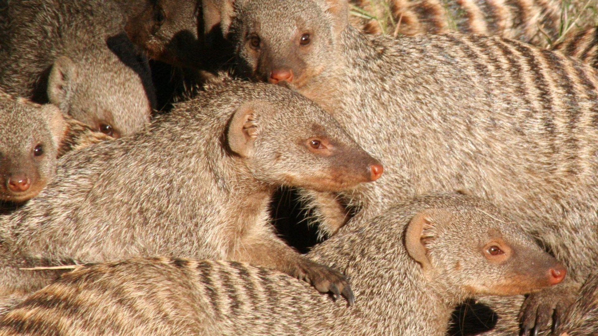 Animals: Herpestidae Mongoose Exotic Animal Image for HD 16:9