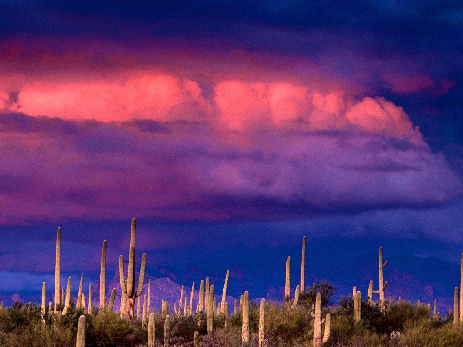 Nature: Untitled Saguaros Spring Storm Saguaro National Park