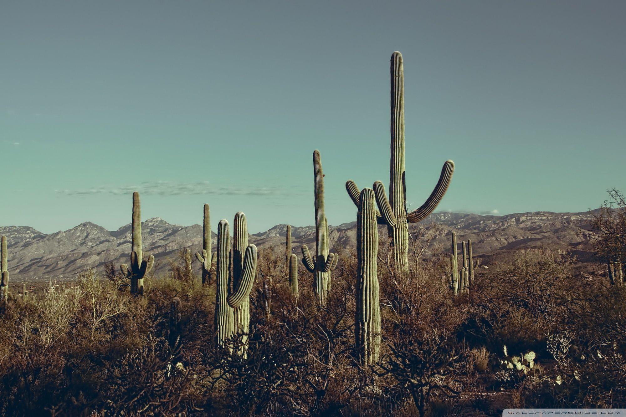 Saguaro National Park East, Arizona ❤ 4K HD Desktop Wallpaper