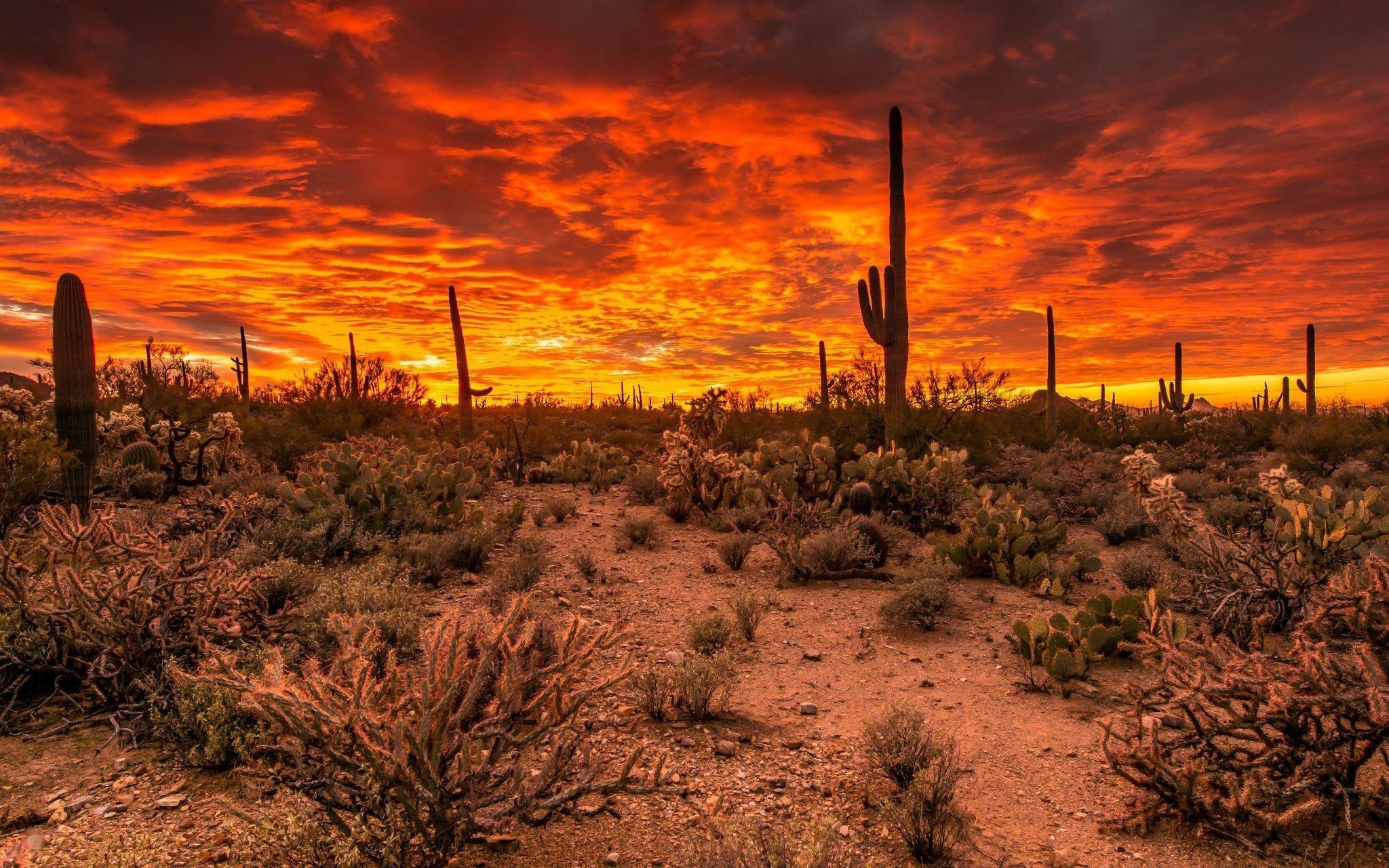 Sunsets: National Sunset Tucson Saguaro Arizona Plants Desert Usa