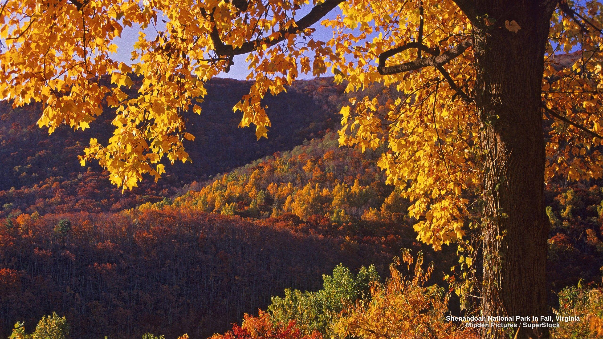 Shenandoah National Park in Virginia Full HD Wallpaper