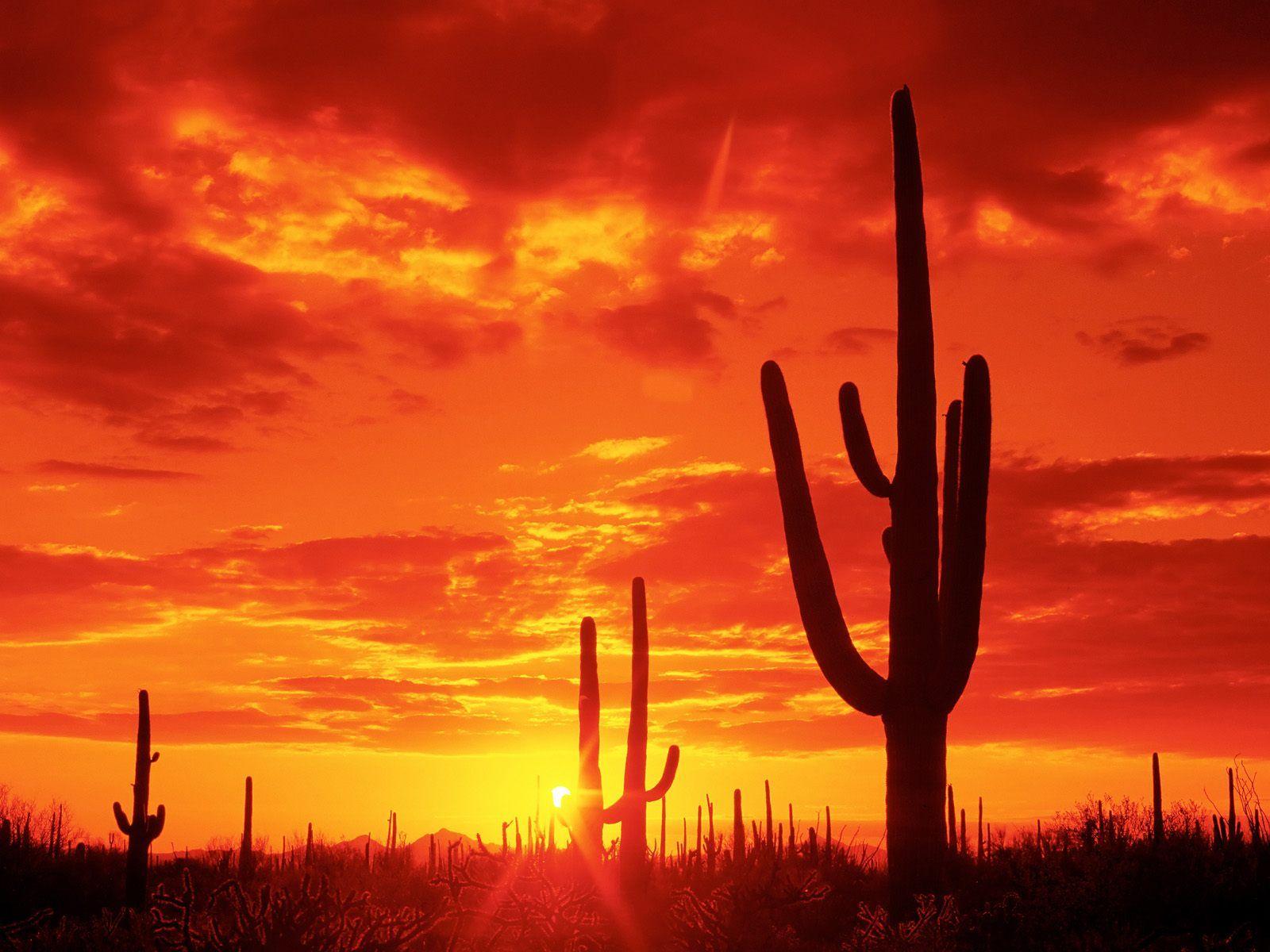 Burning Sunset Saguaro National Park Arizona. New Heaven On Earth!
