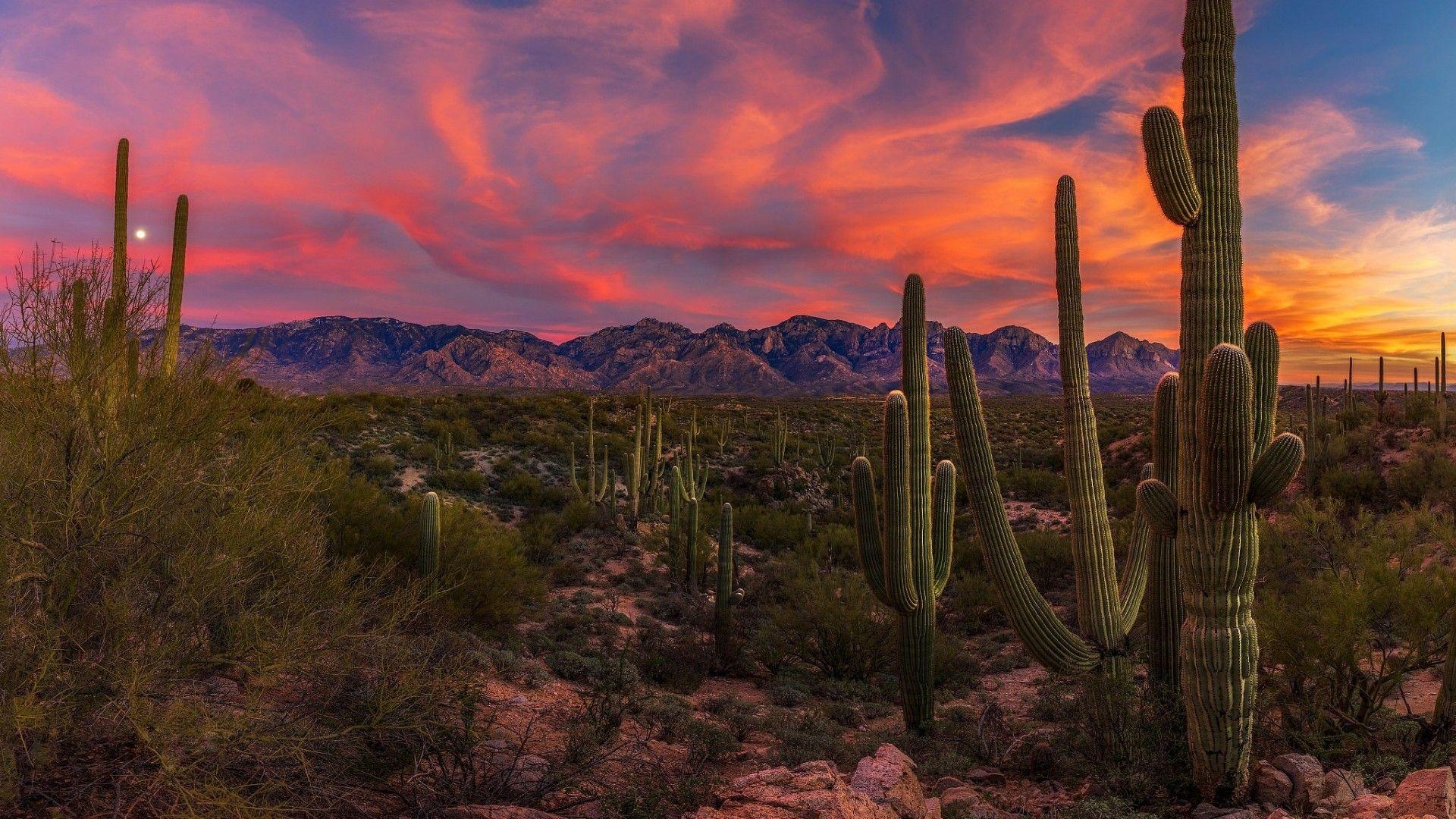 Saguaro Cactus In The Sonoran Desert At Sunset Wallpaper