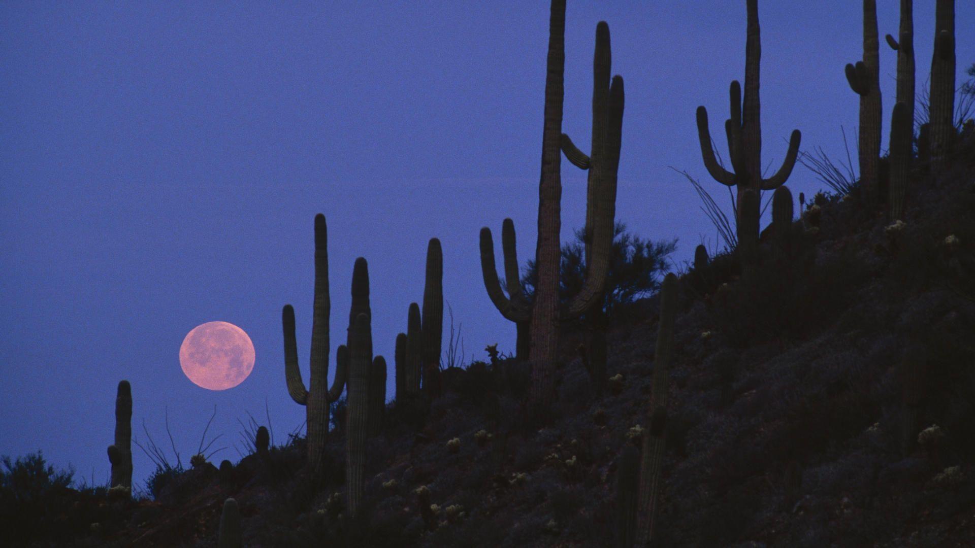 Full Moon Saguaro National Monument, Arizona widescreen wallpaper