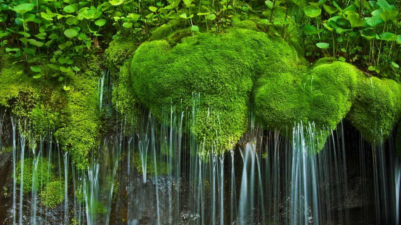 Waterfall and moss, Shenandoah National Park, Virginia © Oliver