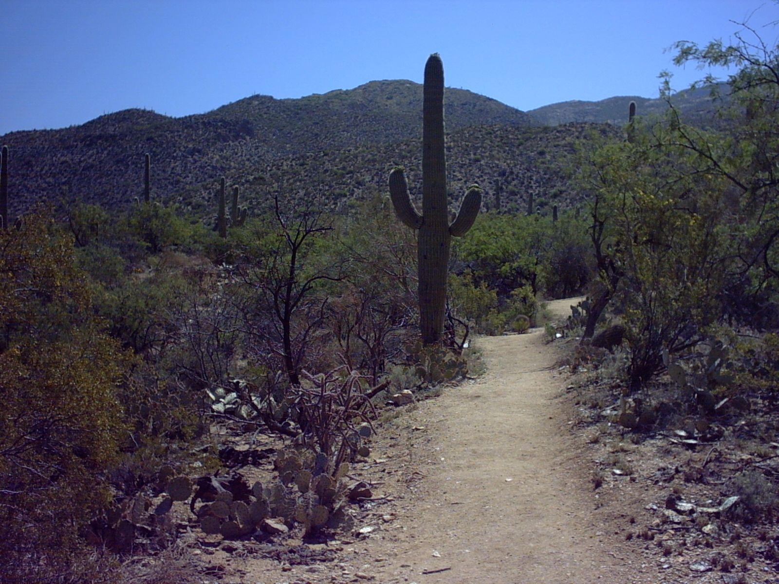 Hikes & Trails at the Park of Saguaro National Park