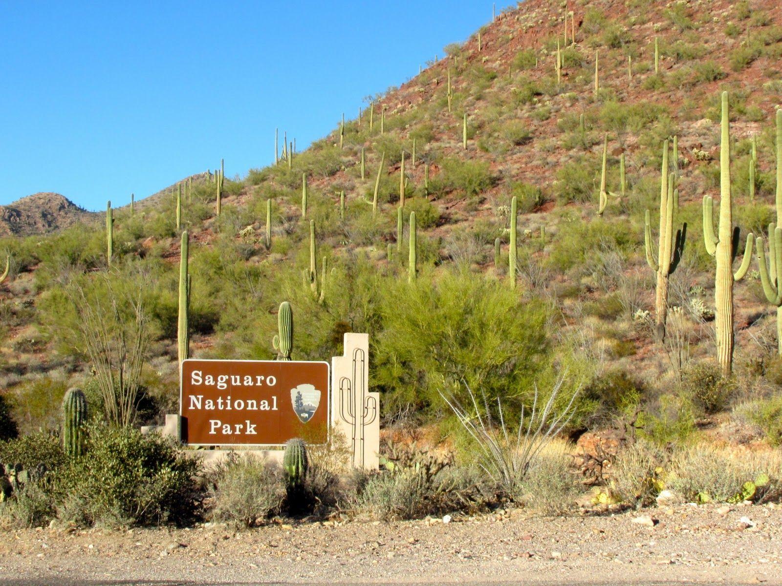 A Simple Solution To Saguaro National Park Traveller info